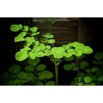 Vitamins Moringa Leaves